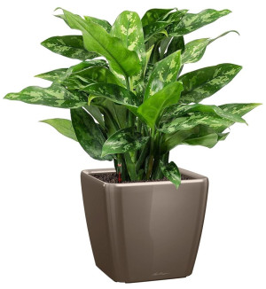 Potted Aglaonema Maria House Plant in LECHUZA QUADRO LS Shiny Taupe Self-watering Planter, Total Height 60 cm