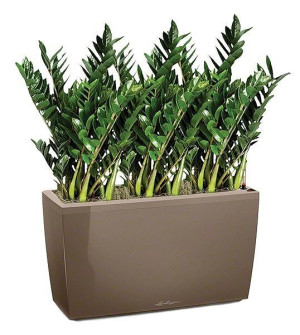 Potted Zamioculcas Green Wall House Plant in LECHUZA CARARO Shiny Taupe Self-watering Planter, Total Height 110 cm