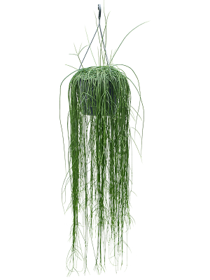 Rhipsalis floccosa W40 H(81-95) cm, Potsize D25 cm