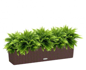 Potted Nephrolepis Exaltata (Sword Fern) House Plant in LECHUZA BALCONERA Cottage Mocha Self-watering Planter, Total Height 50 cm