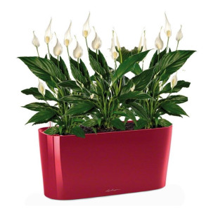 Potted Blooming Spathiphyllum Sweet Chico House Plant in LECHUZA DELTA Scarlet Red High Gloss Self-watering Planter, Total Height 50 cm