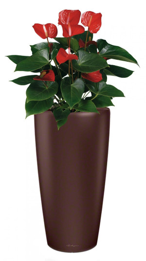 Potted Blooming Anthurium Andraeanum House Plant in LECHUZA RONDO Espresso Metallic Self-watering Planter, Total Height 100 cm