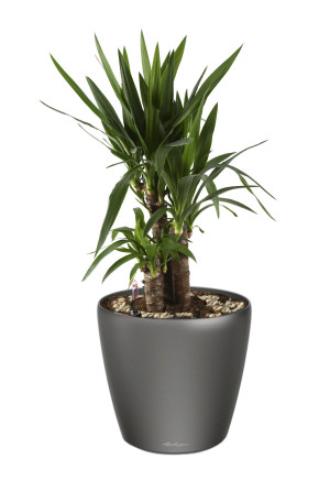 Potted Yucca House Plant in LECHUZA CLASSICO LS Charcoal Metallic Self-watering Planter, Total Height 80 cm