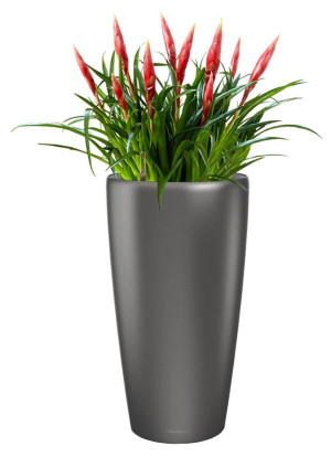 Potted Blooming Vriesea Astrid House Plant in LECHUZA RONDO Charcoal Metallic Self-watering Planter, Total Height 90 cm