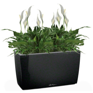 Potted Blooming Spathiphyllum Chopin House Plant in LECHUZA CARARO Black High Gloss Self-watering Planter, Total Height 70 cm