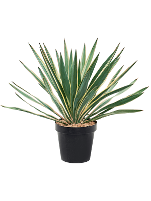 Yucca gloriosa \'Variegata\' W60 H(55-65) cm, Potsize D23 cm