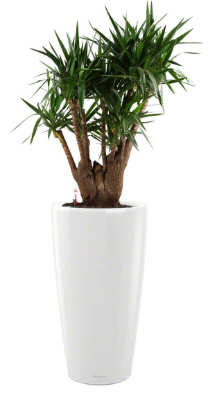 Potted Yucca House Plant in LECHUZA RONDO White High Gloss Self-watering Planter, Total Height 180 cm