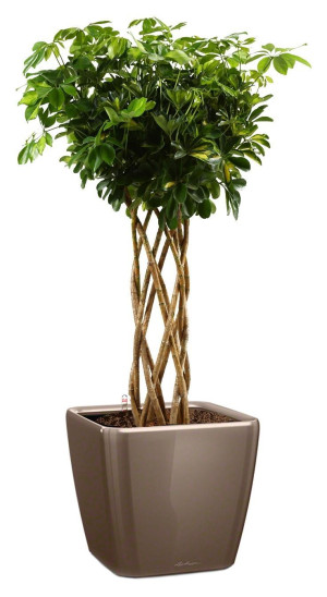 Potted Schefflera Arboricola Gold Capella House Plant in LECHUZA QUADRO LS Shiny Taupe Self-watering Planter, Total Height 180 cm