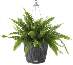 Potted Nephrolepis Exaltata (Sword Fern) House Plant in LECHUZA NIDO Cottage Granite Self-watering Planter, Total Height 70 cm