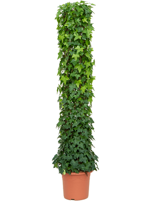 Easy-Care English Ivy Hedera algeriensis \'Montgomery\' Indoor House Plants W55 H(180-220) cm, Potsize D40 cm