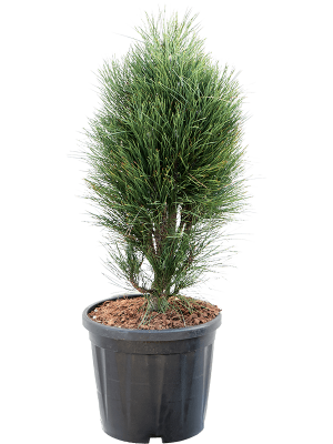 Pinus nigra \'Green Tower\' W40 H(80-100) cm, Potsize D32 cm