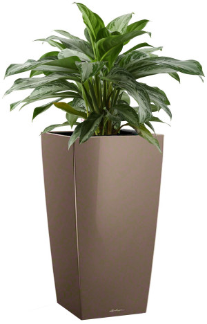 Potted Aglaonema Silver Bay House Plant in LECHUZA CUBICO Shiny Taupe Self-watering Planter, Total Height 85 cm