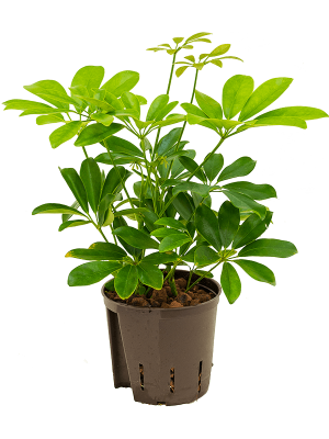 Schefflera arboricola \'Compacta\' Umbrella Tree W15 H(20-30) cm Live Plant, Potsize D13 cm