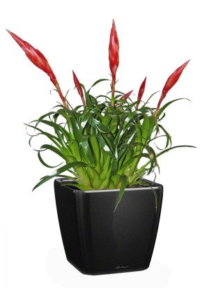 Potted Blooming Scarlet Vriesea House Plant in LECHUZA QUADRO LS Black High Gloss Self-watering Planter, Total Height 50 cm