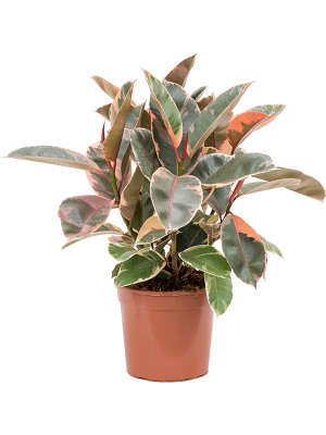 Lush Rubber Plant Ficus elastica \'Belize\' Indoor House Plants W40 H(50-60) cm, Potsize D21 cm