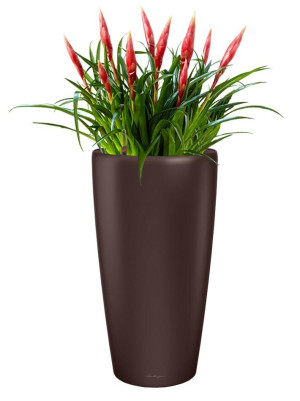 Potted Blooming Vriesea Astrid House Plant in LECHUZA RONDO Espresso Metallic Self-watering Planter, Total Height 90 cm