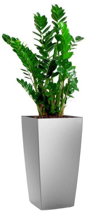 Potted Zamioculcas Zamiifolia House Plant in LECHUZA CUBICO Silver Metallic Self-watering Planter, Total Height 150 cm