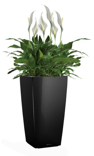 Potted Blooming Spathiphyllum Sweet Chico House Plant in LECHUZA CUBICO Black High Gloss Self-watering Planter, Total Height 80 cm