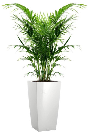 Potted Howea Forsteriana House Plant in LECHUZA CUBICO White High Gloss Self-watering Planter, Total Height 150 cm
