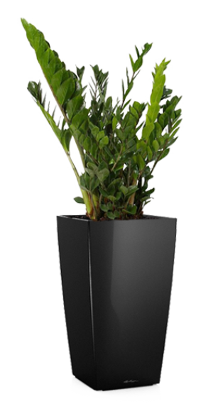 Potted Zamioculcas Zamiifolia House Plant in LECHUZA CUBICO Black High Gloss Self-watering Planter, Total Height 125 cm