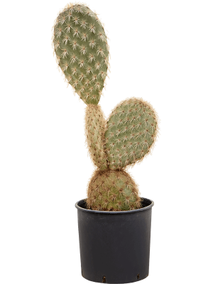 Opuntia galapageia (60-80) W35 H(60-70) cm, Potsize D24 cm