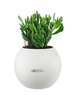 Potted Crassula Ovata Hobbit Money House Plant in LECHUZA-PURO White Self-watering Planter, Total Height 30 cm