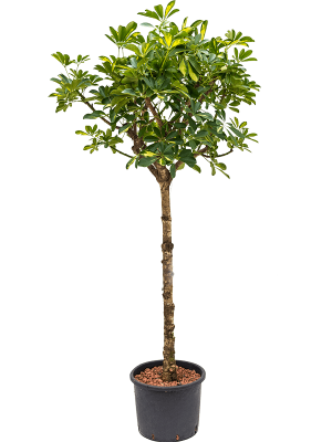 Schefflera arboricola \'Gold Capella\' Umbrella Tree W90 H(120-150) cm Live Plant, Potsize D28 cm