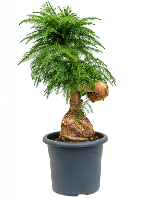 Graceful Norfolk Island Pine Graceful Norfolk Island Pine Graceful Norfolk Island Pine Araucaria cunninghamii Tall Indoor House Plants Trees W60 H(92-115) cm, Potsize D40 cm