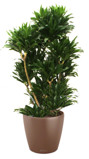 Potted Dracaena Fragrans Compacta House Plant in LECHUZA CLASSICO Color Nutmeg Self-watering Planter, Total Height 110 cm
