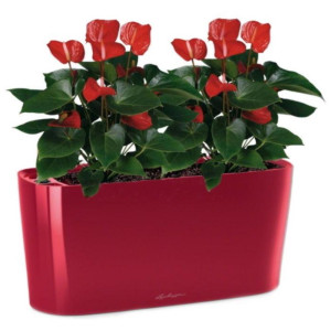 Potted Blooming Anthurium Andraeanum Scarlet House Plant in LECHUZA DELTA Scarlet Red High Gloss Self-watering Planter, Total Height 45 cm