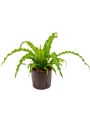 Asplenium antiquum \'Osaka\' Birds Nest Fern W30 H(30-35) cm Live Plant, Potsize D13 cm