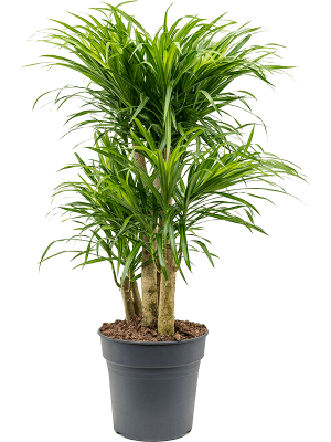 Graceful Dragon Tree Pleomele (Dracaena) \'Anita Variegata\' Tall Indoor House Plants Trees W50 H(70-80) cm, Potsize D24 cm