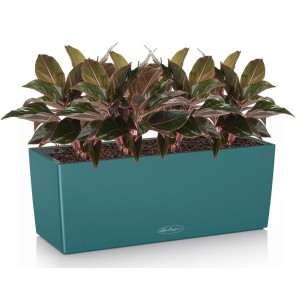 Potted Aglaonema Crete House Plant in LECHUZA BALCONERA Color Petrol Blue Self-watering Planter, Total Height 45 cm