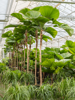 Lush Ruffled Fan Palm Licuala grandis Tall Indoor House Plants Trees W150 H(320-400) cm, Potsize D55 cm