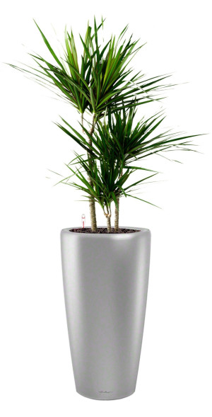 Potted Dracaena Marginata House Plant in LECHUZA RONDO Silver Metallic Self-watering Planter, Total Height 140 cm