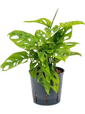 Monstera obliqua Swiss Cheese Plant W15 H(30-40) cm Live Plant, Potsize D13 cm