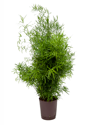 Asparagus falcatus Asparagus Genus W35 H(50-60) cm Live Plant, Potsize D18 cm