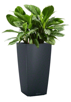 Potted Aglaonema Stripes House Plant in LECHUZA CUBICO Color Slate Self-watering Planter, Total Height 90 cm