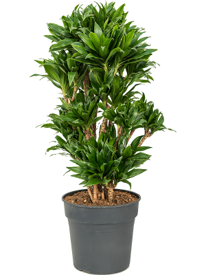 Easy-Care Corn Plant Dracaena fragrans \'Compacta\' Indoor House Plants W45 H(80-100) cm, Potsize D30 cm