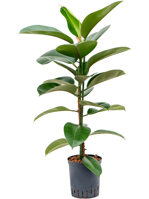 Ficus elastica \'Robusta\' Rubber Plant W30 H(100-125) cm Live Plant, Potsize D18 cm
