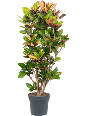 Colorful Croton (Codiaeum) variegatum \'Petra\' Indoor House Plants W70 H(130-160) cm, Potsize D34 cm