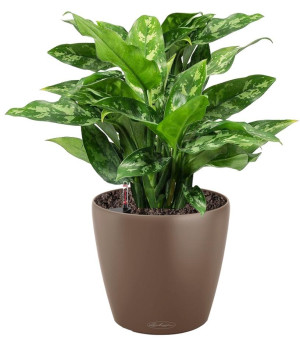 Potted Aglaonema Maria House Plant in LECHUZA CLASSICO Color Nutmeg Self-watering Planter, Total Height 35 cm
