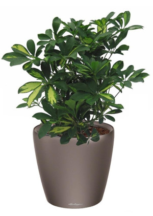 Potted Schefflera House Plant in LECHUZA CLASSICO LS Espresso Metallic Self-watering Planter, Total Height 60 cm