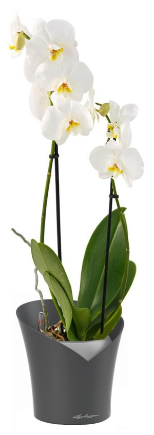 Potted Blooming Phalaenopsis Orchid House Plant in LECHUZA ORCHIDEA Slate Matt Self-watering Planter, Total Height 65 cm
