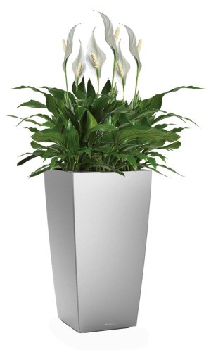 Potted Blooming Spathiphyllum Sweet Chico House Plant in LECHUZA CUBICO Silver Metallic Self-watering Planter, Total Height 80 cm