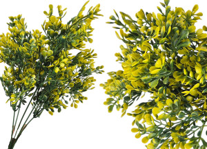 Bukszpan żółty gałązka 33 cm UV