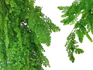 Sztuczna Paproć Drobnolistna PREMUIM UV 80 cm