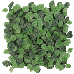Mata Fitonia 50 x 50 cm