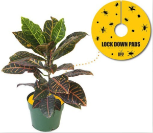 Pułapka owadobójcza Lock Down Pads - 8szt. Ø 15cm
