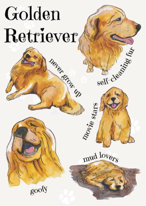 Rasy psów - Golden Retriever